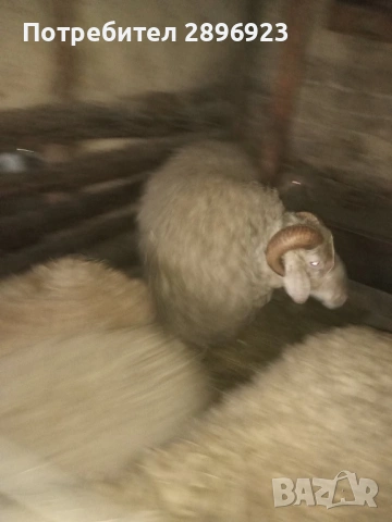 Два броя кочове, снимка 2 - Овце - 53607122