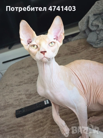 Котенца Канадски Сфинкс, снимка 12 - Други - 53527343