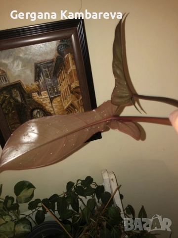 Резник philodendron Florida Bronze , снимка 3 - Стайни растения - 56274216