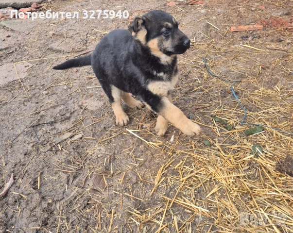 Источноевропейска овчарка, снимка 3 - Немска овчарка - 53113311