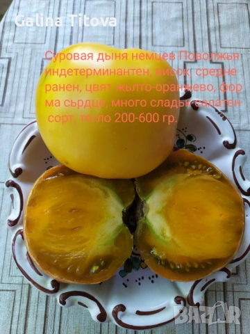 Продавам семена домати 55 сорта, снимка 11 - Сортови семена и луковици - 53097136