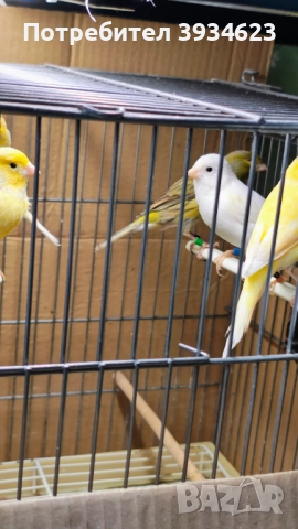 Продавам Канари Орфей 