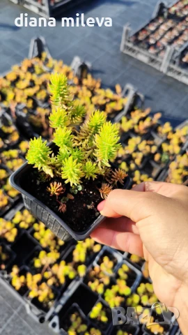 Седум Анджелина, Sedum rupestre Angelina, снимка 13 - Градински цветя и растения - 47307888