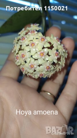 Хоя- различни видове, снимка 4 - Стайни растения - 37646089