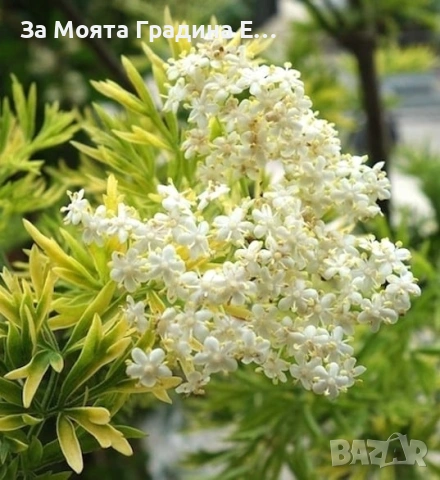 Черен Бъз - Златна кула