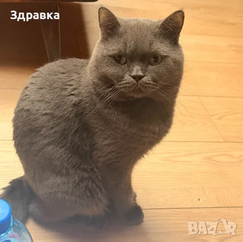 британец за разплод , снимка 2 - Британска късокосместа - 56346748