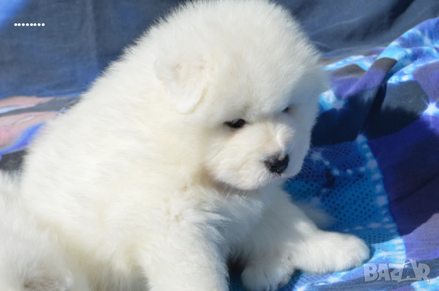 Самоед бебета, снимка 5 - Самоед - 51998559