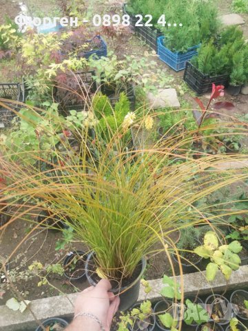 Карекс - Декоративна трева, снимка 10 - Градински цветя и растения - 40887333