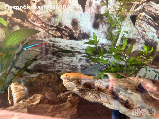 Подарявам рибка