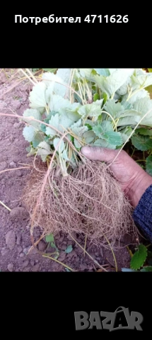 Разсад ягоди и малини , снимка 13 - Разсади - 53281312