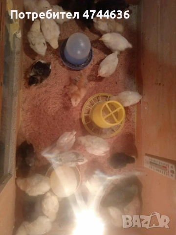 Кокошки, снимка 8 - други­ - 53574794