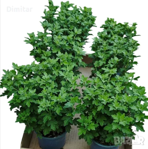 Само 2.80€ за брой кълбовидна хризантема до изчерпване на количествата , снимка 3 - Градински цветя и растения - 55710801