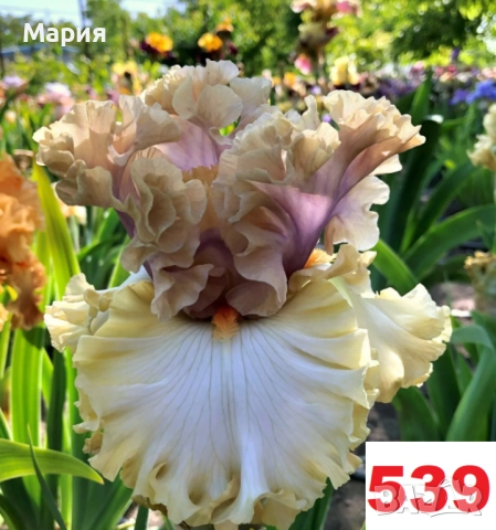 Сортови вискоки ириси /брадати ириси, снимка 6 - Градински цветя и растения - 51459407