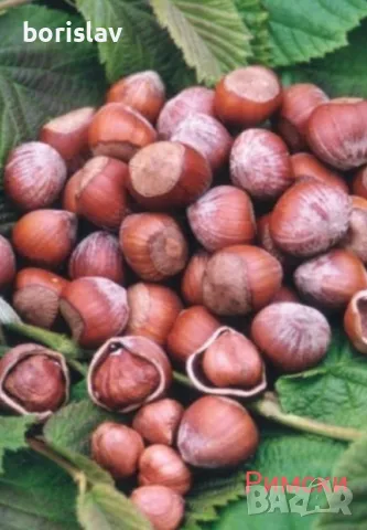 Лешници - Тонда джентиле, Ран трапезундски, Римски и Тонда ди джифони, снимка 4 - Разсади - 42336590