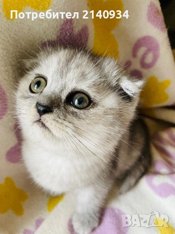 Шотландско клепоухо момиче. Сръбрена чинчила. Scottish fold, снимка 3 - Чинчили - 53159741