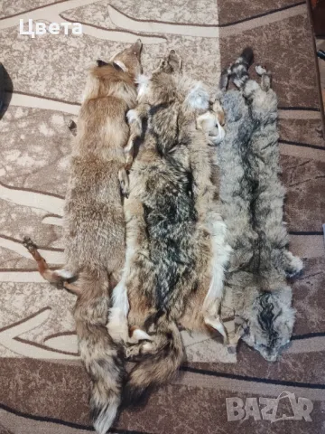 Кожи обработени, снимка 6 - Други - 47835856