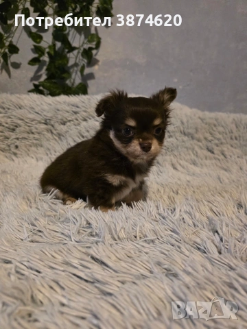 чихуахуа момченца , снимка 6 - Чихуахуа - 53389402