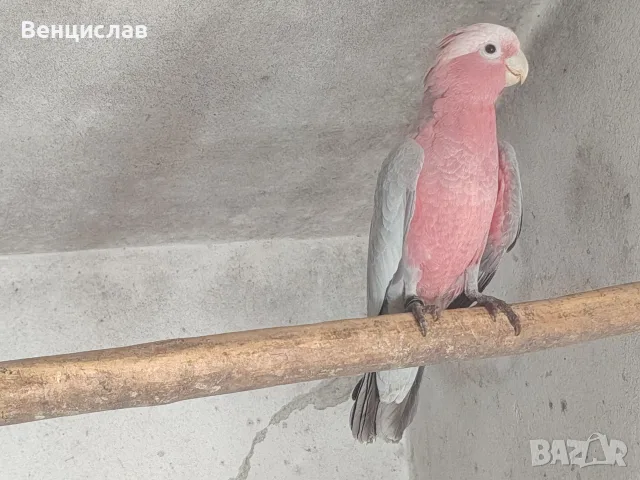 какаду и синьочела амазона, снимка 3 - Папагали - 56113468