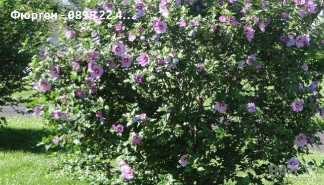 Дървовидна Ружа   - Хибискус , снимка 3 - Разсади - 38067231