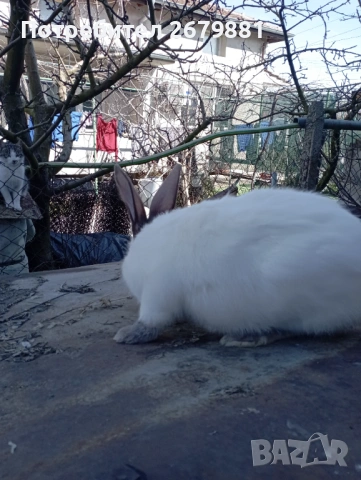 Кръстоска цика с калифорнийски , снимка 4 - Други - 53753373