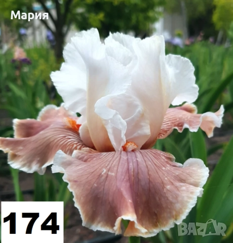 Сортови вискоки ириси /брадати ириси