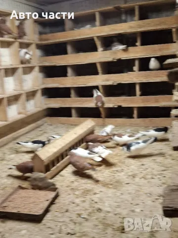 гълабите са хвъкане пазарджишки  гълабиот старото време , снимка 8 - Гълъби - 48637579