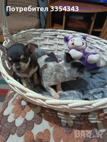 Чихо пинчери родени са 23.11.25, снимка 4 - Чихуахуа - 52791732