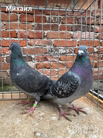 Пощенски гълъби, снимка 6 - Гълъби - 53659059