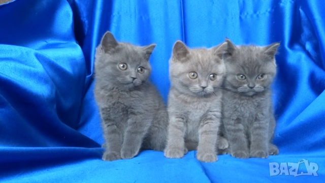 Чистокръвни Британски късокосмести котета, снимка 3 - Британска късокосместа - 53322558