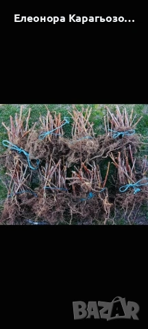 Разсад ягоди и малини, снимка 3 - Разсади - 53783282