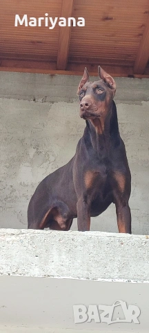 Продавам родословни добермани.Жендки и мъжки.Тел.0884276911, снимка 9 - Доберман - 53745178