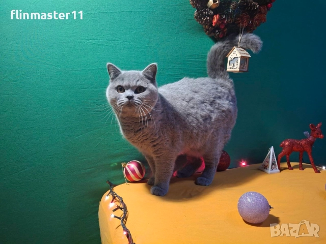 Британска синя късокосместа