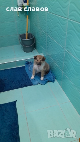 Женско коли