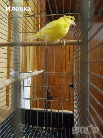 Канарче, снимка 2 - Канари - 52234765