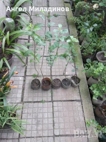 Мини ябълка Петровка , снимка 5 - Градински цветя и растения - 50054872