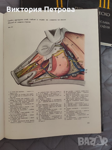 Атлас по топографска анатомия на селскостопанските животни Том 1, 2 и 3, снимка 6 - Специализирана литература - 52815137