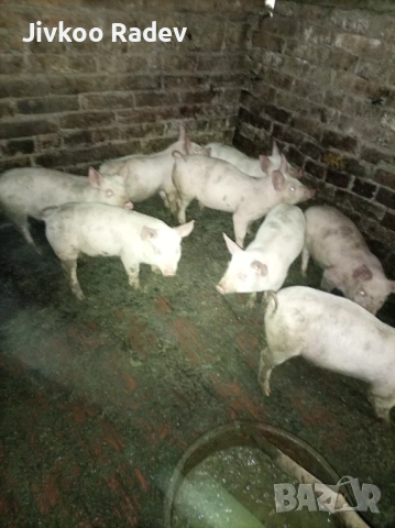 Прасенца, снимка 2 - Прасета - 53292904