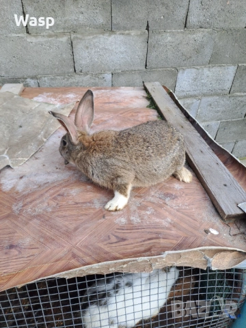 Продавам зайци, снимка 2 - Чинчили - 53402718