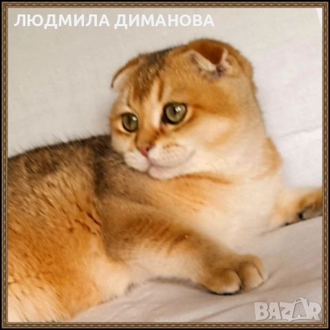 Шотландско мъжко Златна чинчила с родословие., снимка 7 - Британска късокосместа - 52376484