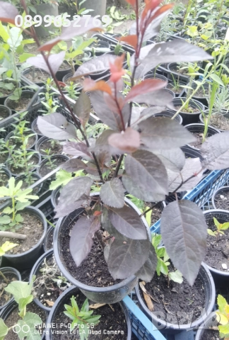 Червенолистна слива