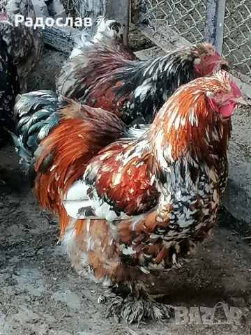 Кохин Стандарт кокошки и петли млади яйца,порцелан, мраморни, снимка 4 - Кокошки и пуйки - 52406347