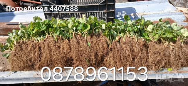 Разсад ягоди и малини , снимка 18 - Разсади - 49528320