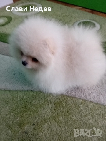 померанче мини , снимка 1