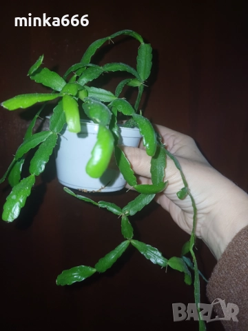 Коледниче, снимка 3 - Стайни растения - 52702518