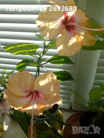Китайска роза/хибискус/видове/стайно растение , снимка 3 - Стайни растения - 51079081