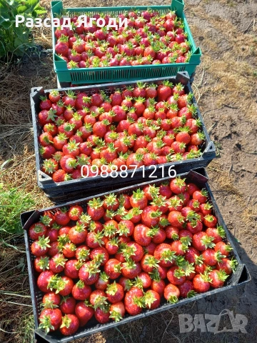 Предлагаме разсад ягоди, снимка 8 - Разсади - 53589069