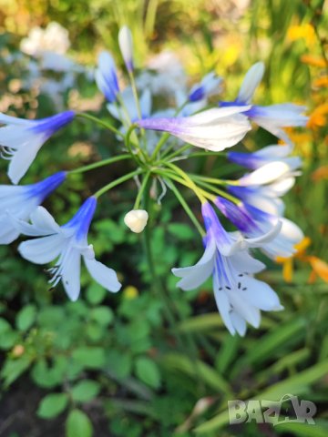 Агапантус Туистър (синьо-бял), снимка 1 - Градински цветя и растения - 42067264