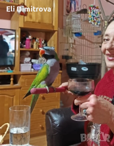 Продавам папагал голям александър