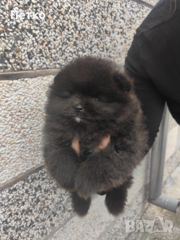 Мини померан, снимка 9 - Померан - 52920857