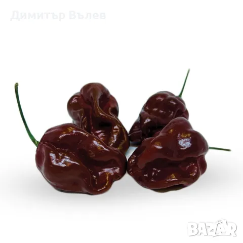 Семена Шоколадово Хабанеро са за люта чушка сорт Хабанеро е една от най-разпространените в света., снимка 2 - Разсади - 47394962